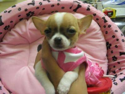 hungara - Chihuahua (2 mois)