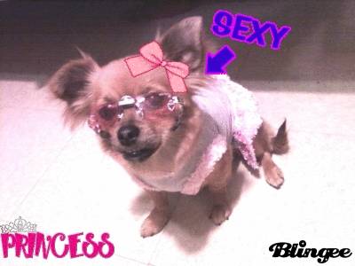 Jasmine - Chihuahua (2 ans)
