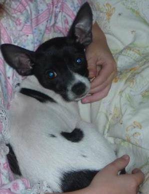 Alanna - Chihuahua (2 ans)