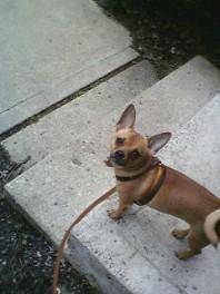 Poppii - Chihuahua Mâle (1 an)