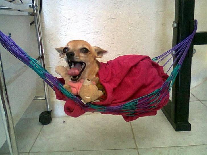 Nick - Chihuahua Mâle (2 ans)