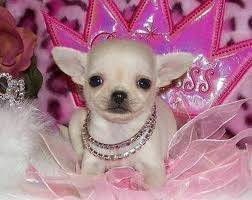 dogadopter1 - Chihuahua Mâle (1 mois)