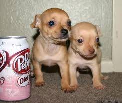Capree - Chihuahua (1 an)