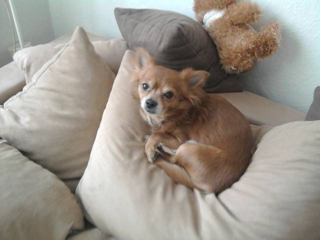 snoopy - Chihuahua Mâle (3 mois)