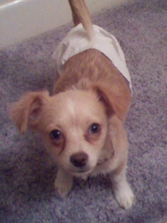 rat humper - Chihuahua