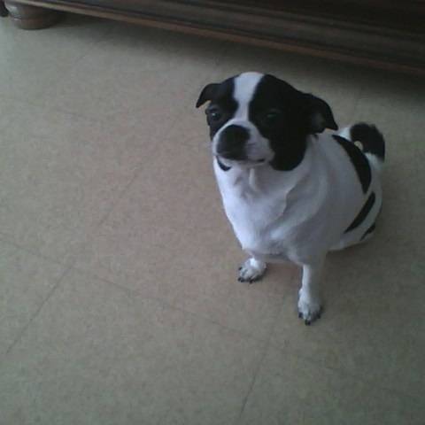 Nina - Chihuahua (9 mois)