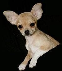 juan - Chihuahua Mâle (4 ans)