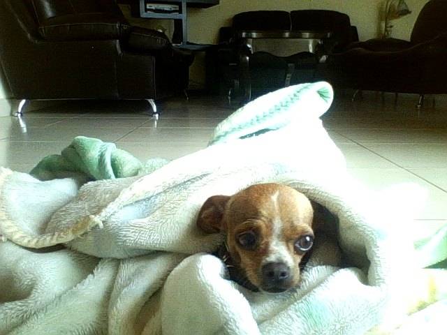 Naomi - Chihuahua (3 ans)
