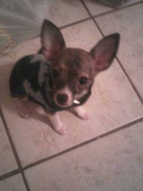 Sierra Mist - Chihuahua (11 mois)
