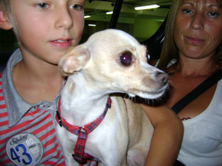 Titoune - Chihuahua (3 ans)
