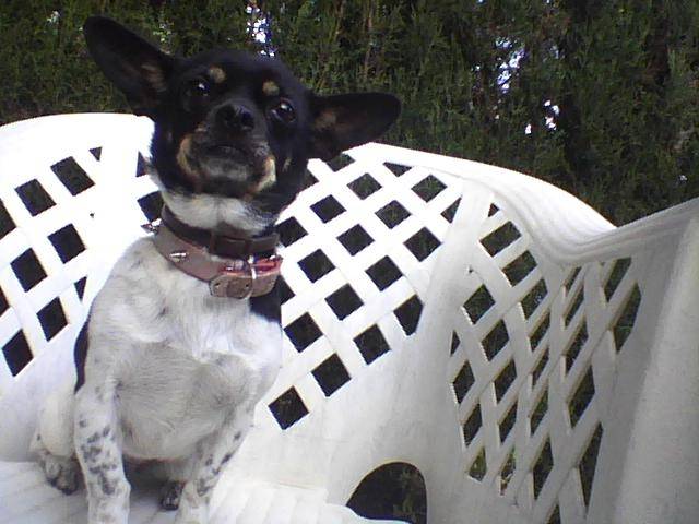 luna - Chihuahua (7 ans)