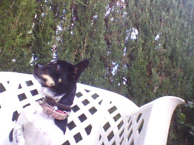 luna - Chihuahua (7 ans)