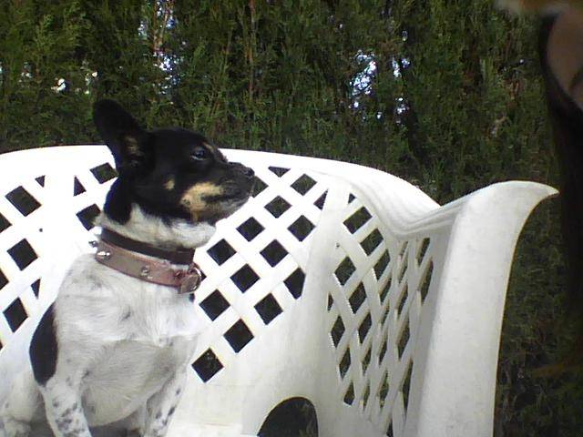 luna - Chihuahua (7 ans)