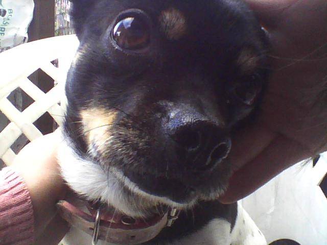 luna - Chihuahua (7 ans)
