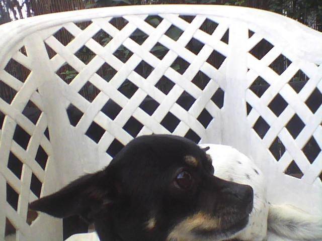 luna - Chihuahua (7 ans)
