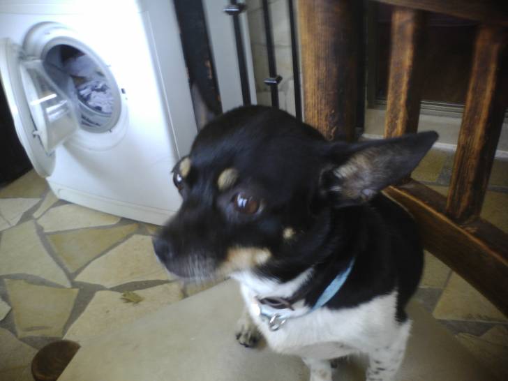 luna - Chihuahua (7 ans)