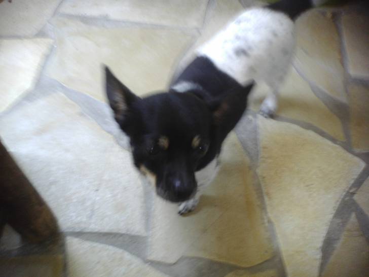 luna - Chihuahua (7 ans)