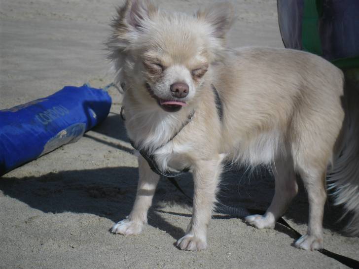 Guismo - Chihuahua Mâle (11 mois)