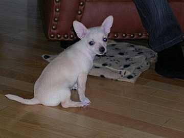 Rose - Chihuahua (6 mois)