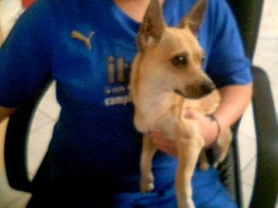 timmy - Chihuahua Mâle (1 an)
