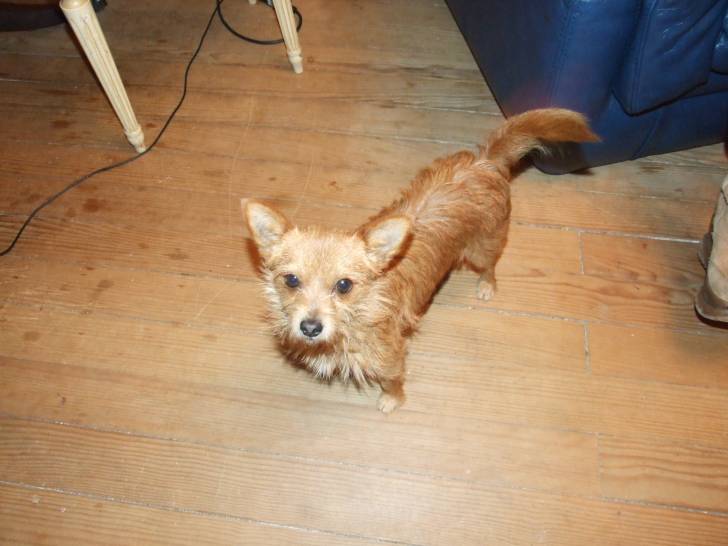 Eliot - Chihuahua Mâle (2 ans)