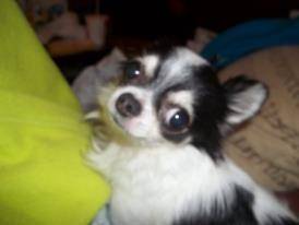 cherry - Chihuahua Mâle (8 ans)