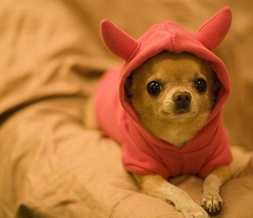 Gema! - Chihuahua (2 mois)
