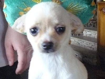 Ch0ùpà - Chihuahua (10 mois)