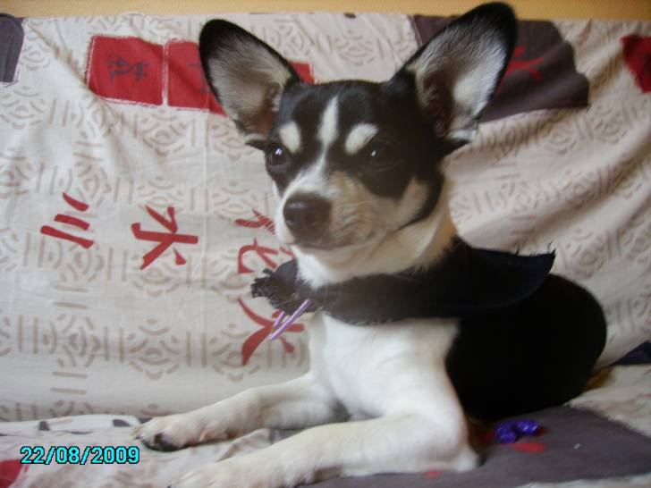 oslow - Chihuahua Mâle (11 mois)