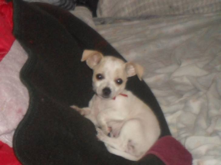 dobby - Chihuahua Mâle (7 mois)