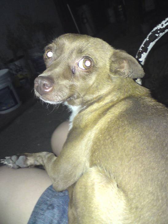manzanita - Chihuahua (6 ans)