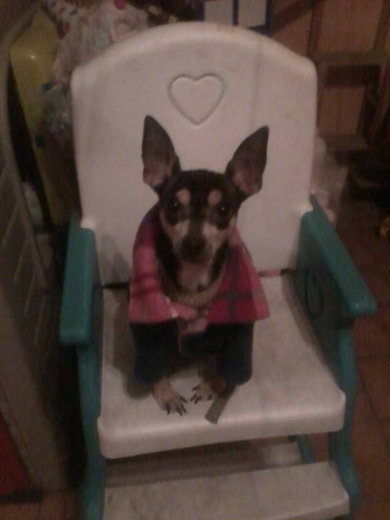 Timmy - Chihuahua Mâle (4 ans)