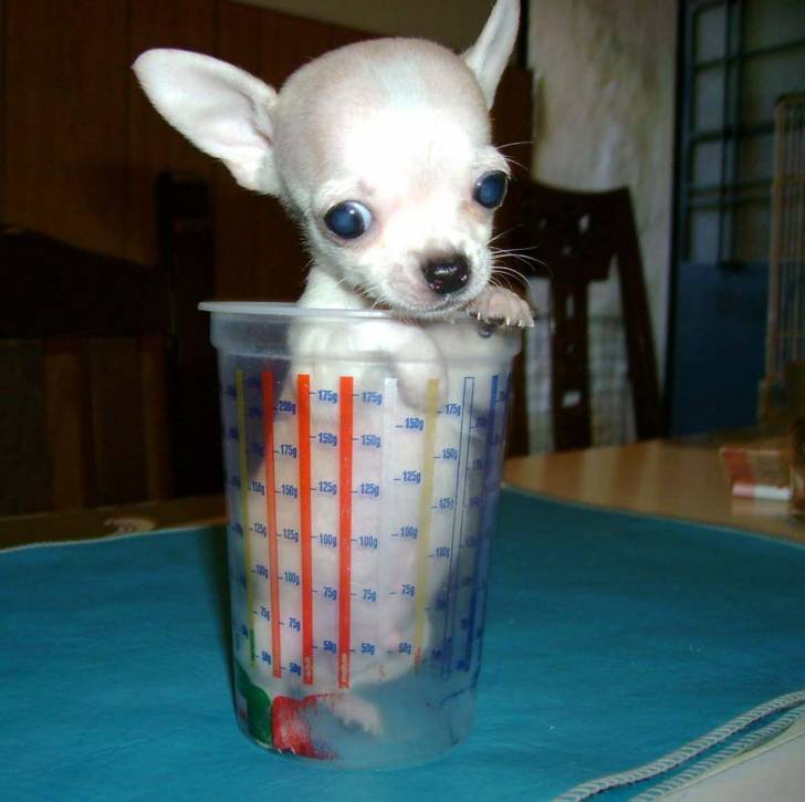 pekeño - Chihuahua Mâle (1 mois)