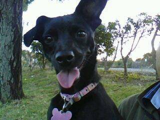 mona lisa - Chihuahua (4 ans)