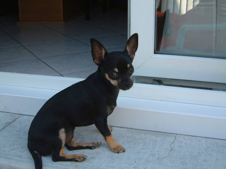 Emma - Chihuahua (7 mois)