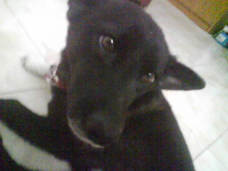 Jazmin - Chihuahua (4 ans)