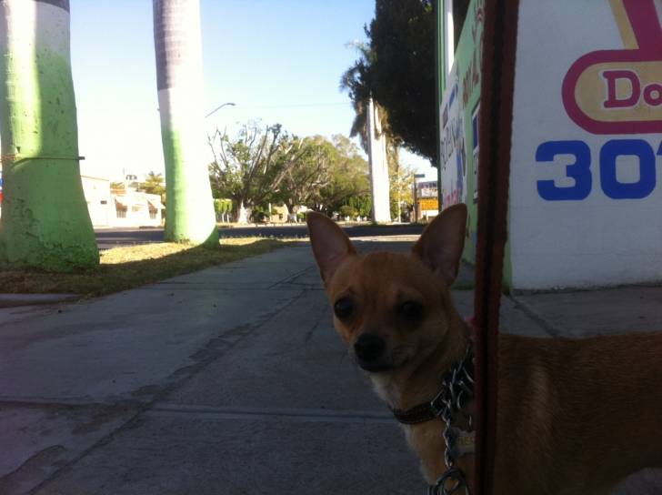 ÑECO - Chihuahua Mâle (1 an)