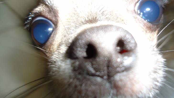Honey - Chihuahua (9 mois)