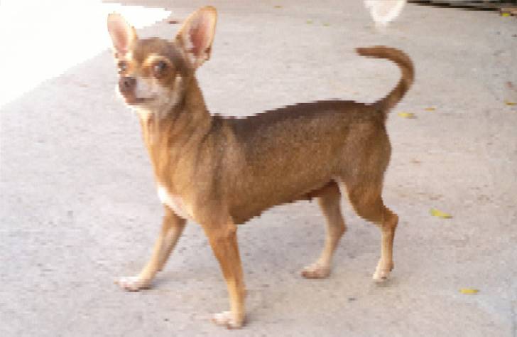 MONA - Chihuahua (4 ans)