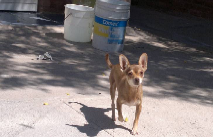 MONA - Chihuahua (4 ans)