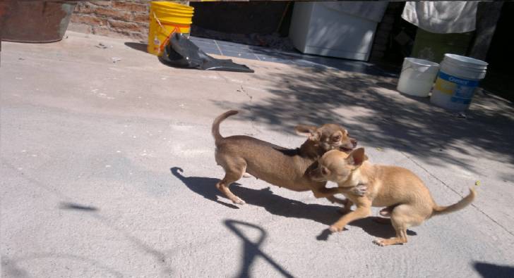 Doky y mona - Chihuahua (4 ans)