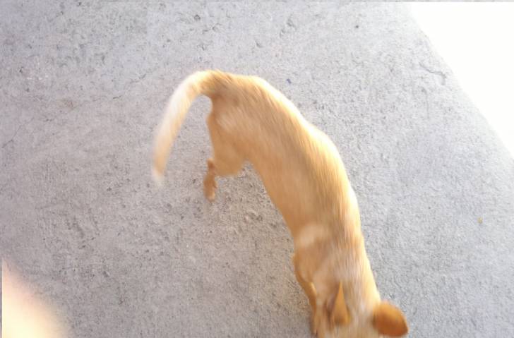 Doky - Chihuahua Mâle (4 ans)