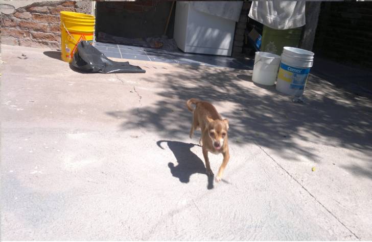 lulu la hija de mona - Chihuahua (2 ans)