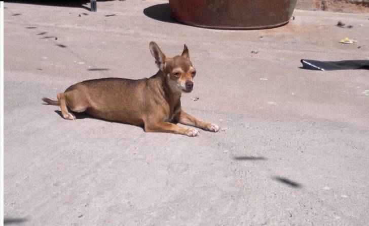 lulu - Chihuahua (2 ans)