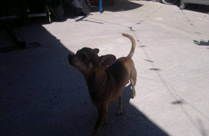 mona - Chihuahua (4 ans)