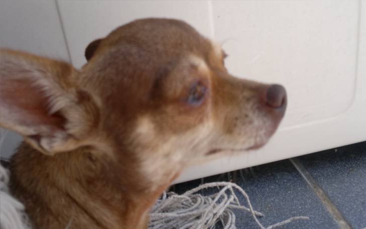 lulu - Chihuahua (2 ans)