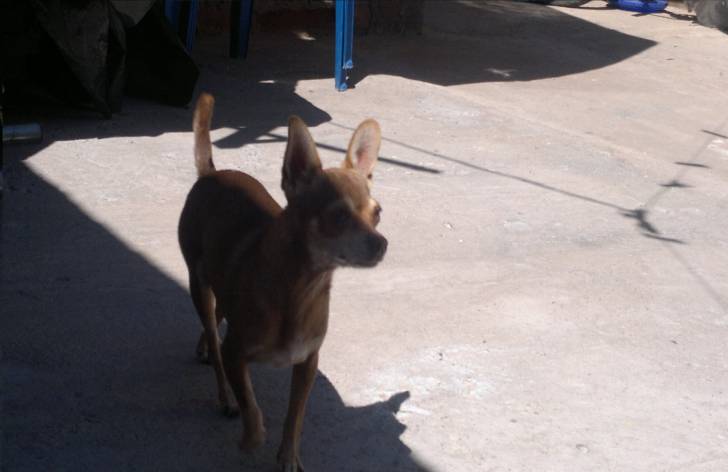 mona - Chihuahua (4 ans)