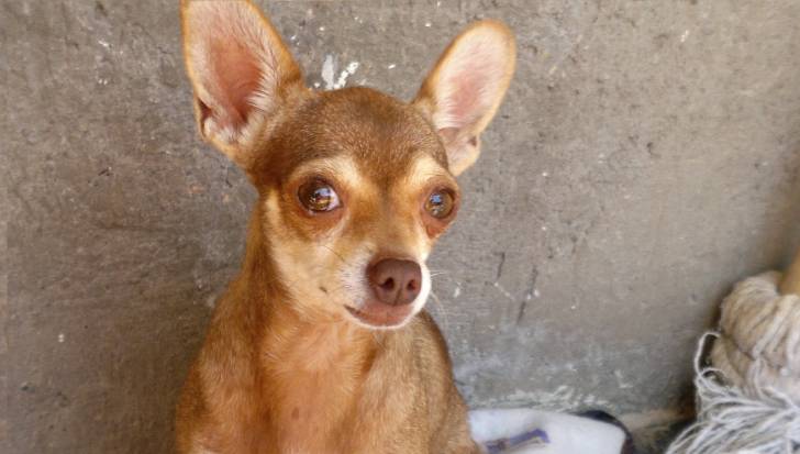 lulu - Chihuahua (2 ans)