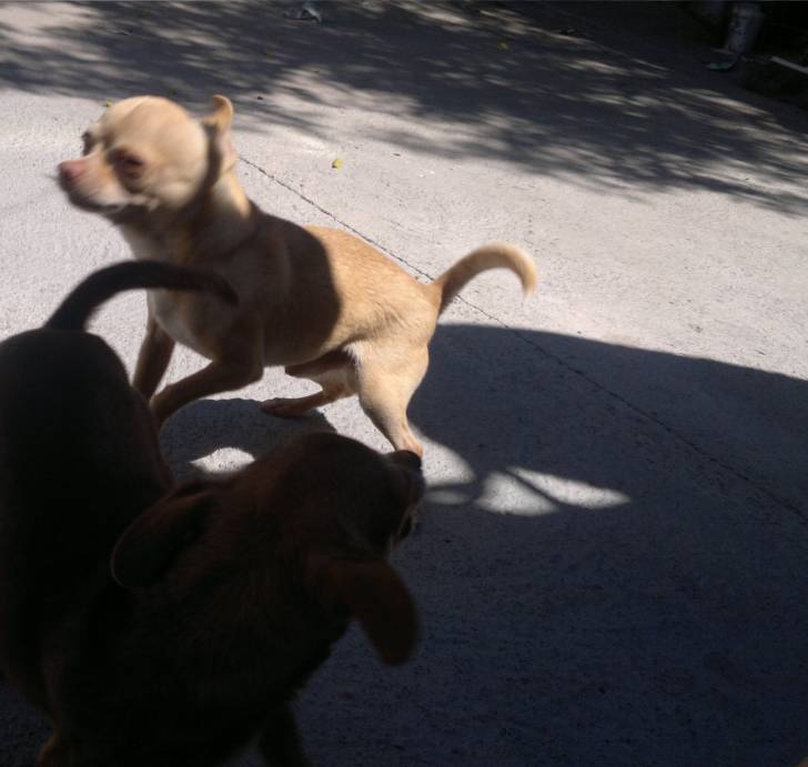 Doky - Chihuahua Mâle (4 ans)