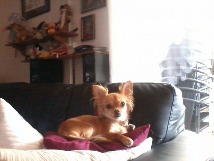 Abby - Chihuahua (2 ans)